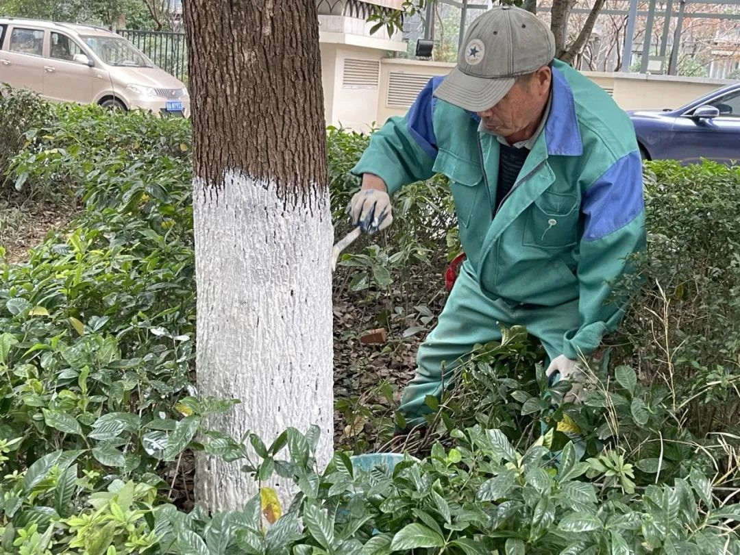 小区绿化养护苗木涂白