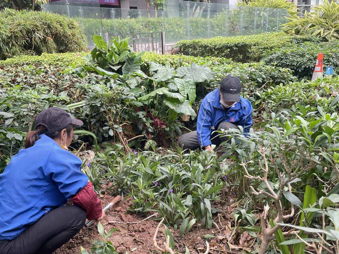 逸翠湾小区绿化养护补植