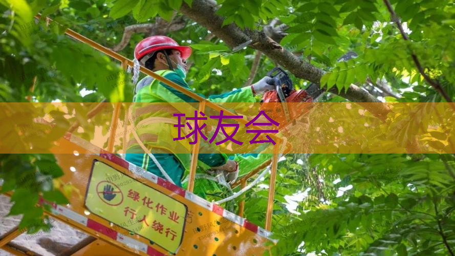 安阳绿化苗木花卉市场在哪里