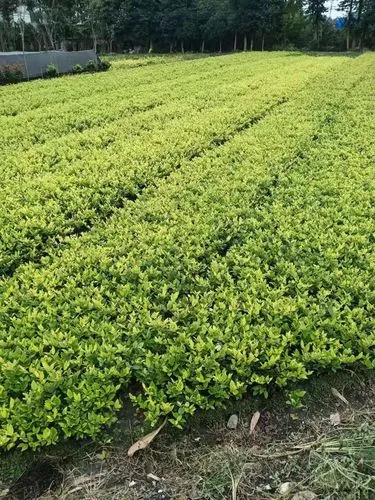 武夷山园林绿化有限公司有哪些 武夷山园林绿化有限公司有哪些