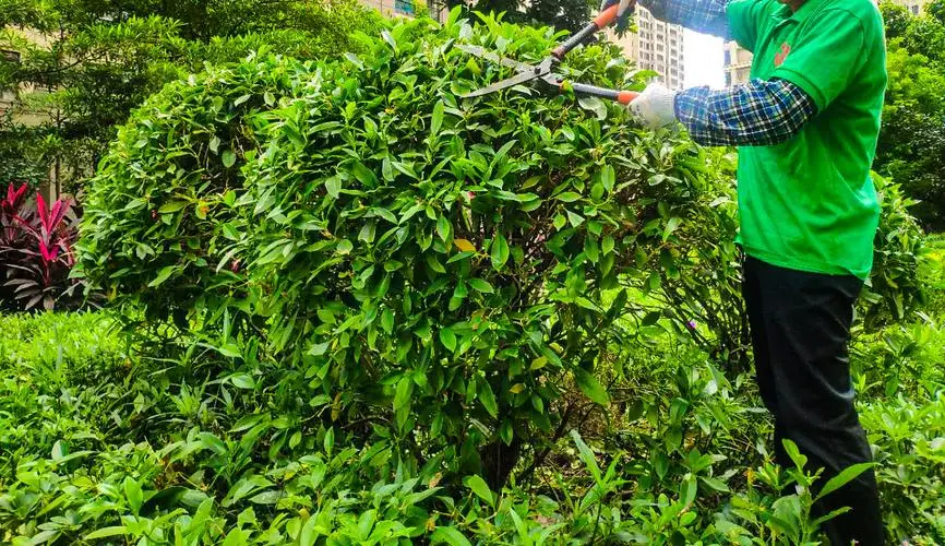 珠海绿化工程采购 珠海绿化工程采购
